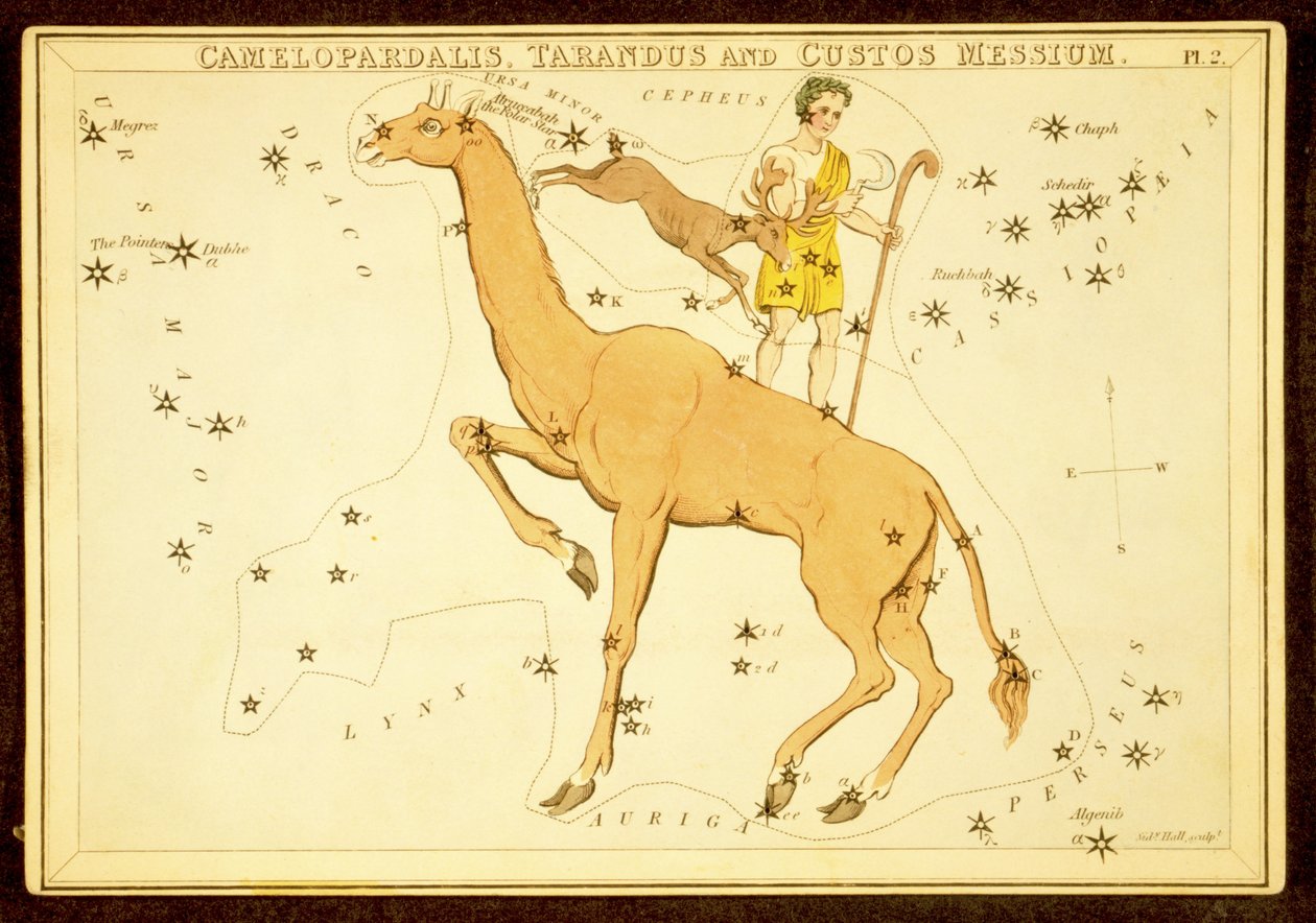 Camelopardalis, Tarandus e Custos Messium, pub. 1825 (gravura colorida à mão) de English School