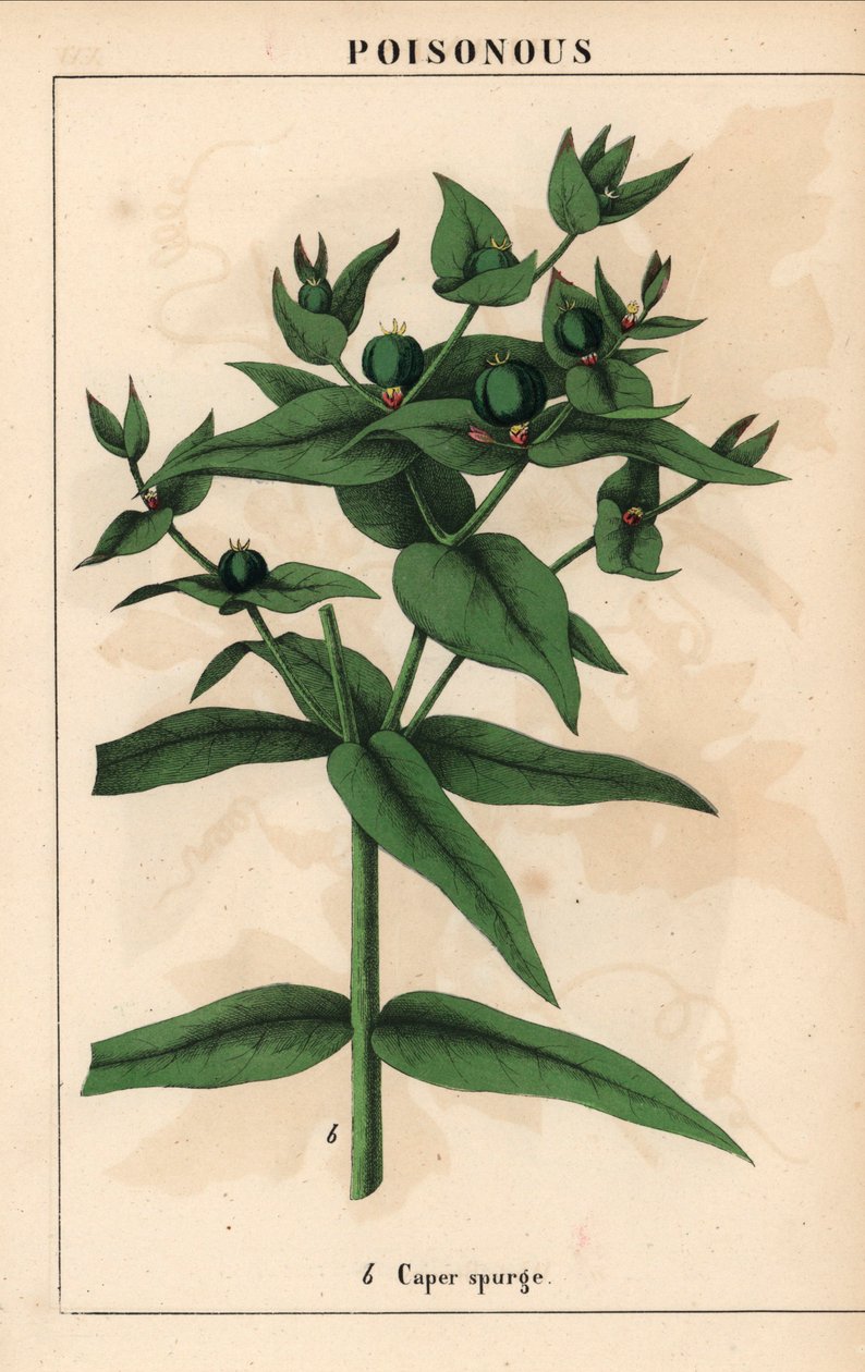 Spurge de alcaparra com sementes verdes, Euphorbia lathyris   , de "The Instructive Picturebook, or Lessons from the Vegetable World," [Charlotte Mary Yonge], Edimburgo de English School