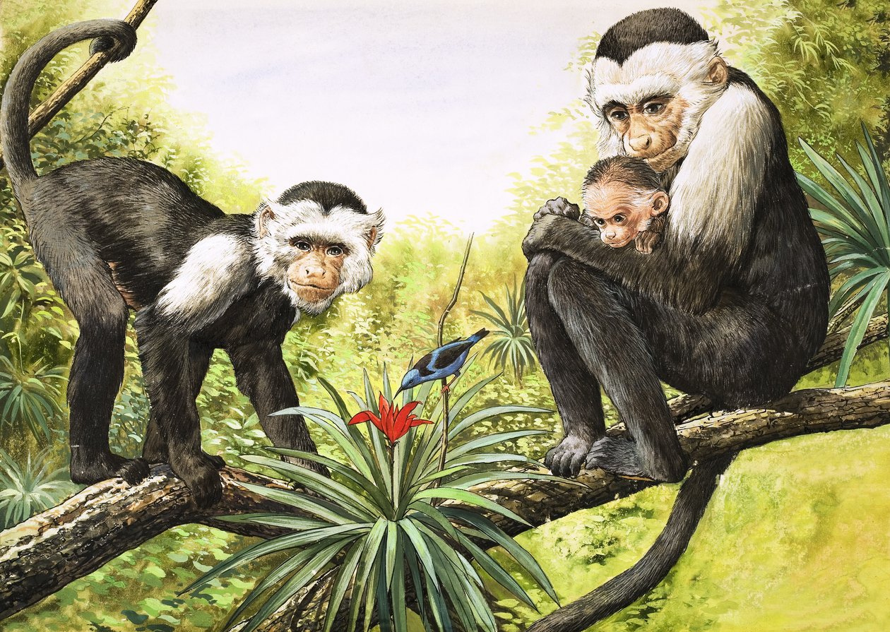 Macacos-prego, ilustração de "O País das Maravilhas da Natureza de English School