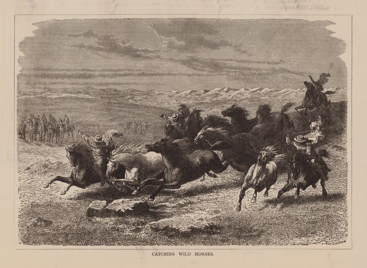 Apanhar cavalos selvagens (gravura) de English School