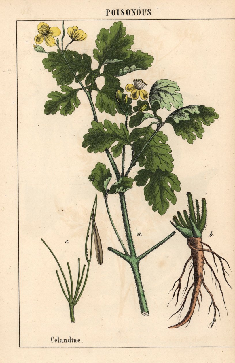 Celandine mostrando flores e raízes amarelas.   , de "The Instructive Picturebook, or Lessons from the Vegetable World", [Charlotte Mary Yonge], Edimburgo de English School