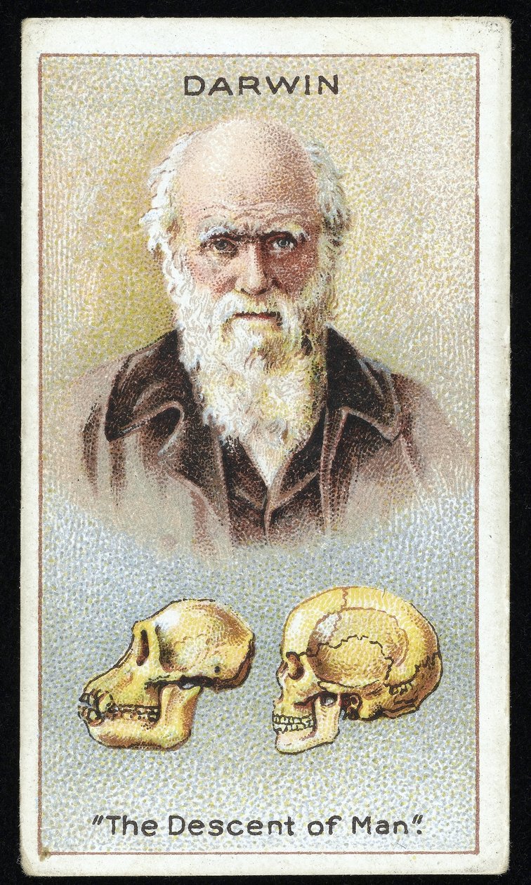 Charles Darwin, "A Descendência do Homem", pub. 1924 (cor litho) de English School