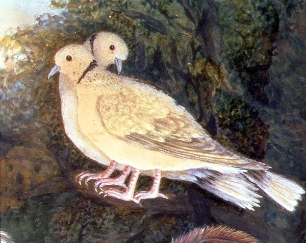 Galinha e Pombas perto de uma Fazenda, detalhe de pombas (aguarela, guache sobre papel) (detalhe de 93278) de English School