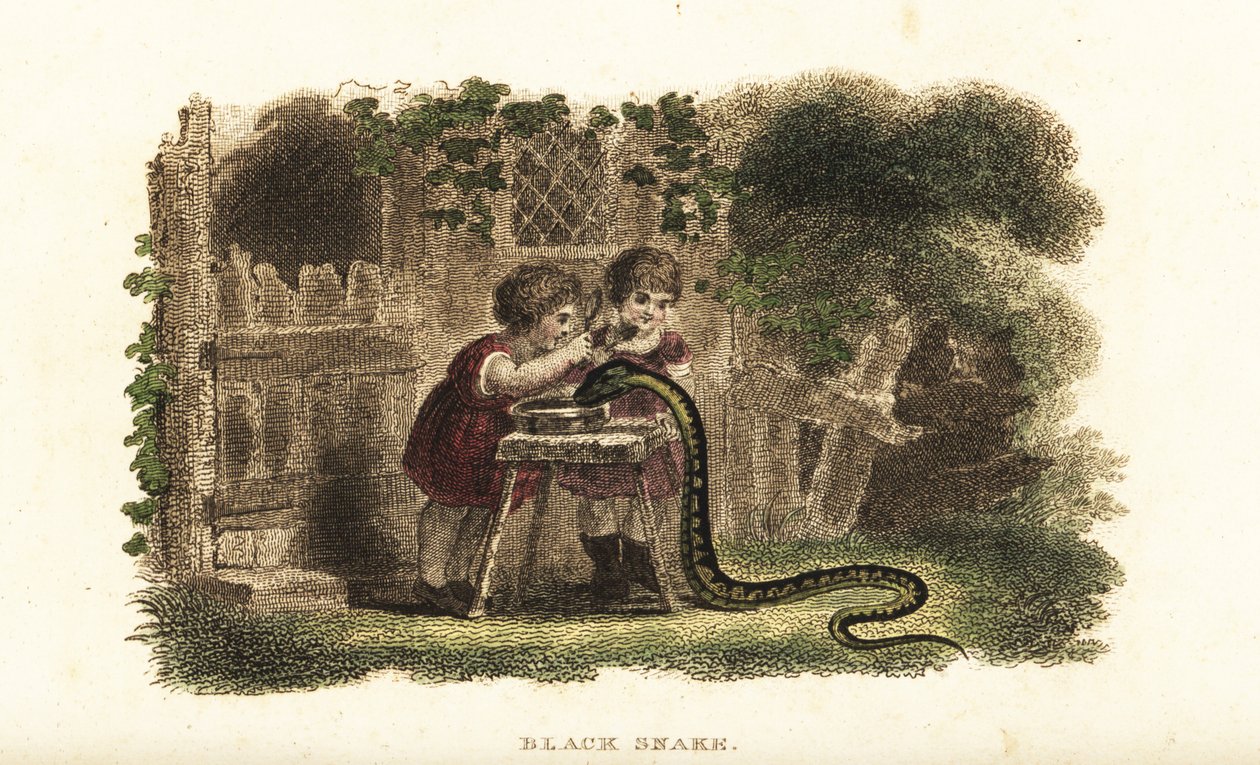 Crianças que usam colheres para bater na cabeça de uma cobra negra que bebe avidamente de um pires de leite de English School