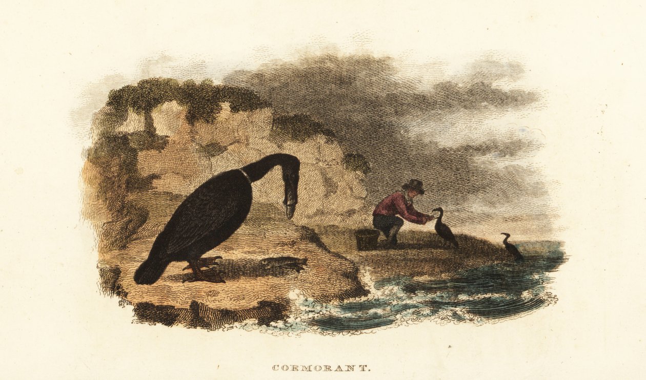 Homem chinês que pesca corvo-marinho nas margens de um lago de English School