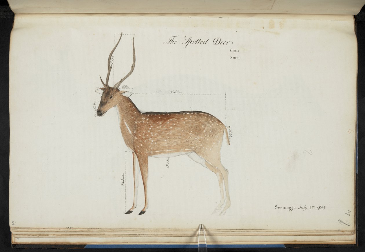 Chital. 