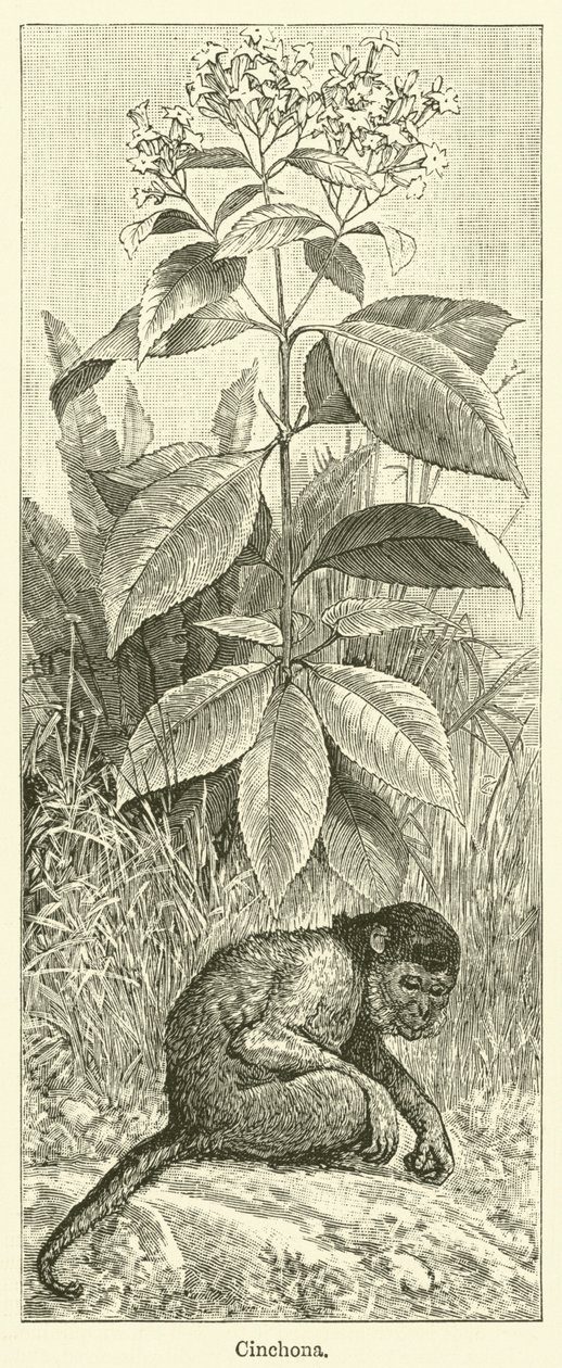 Cinchona (gravura) de English School
