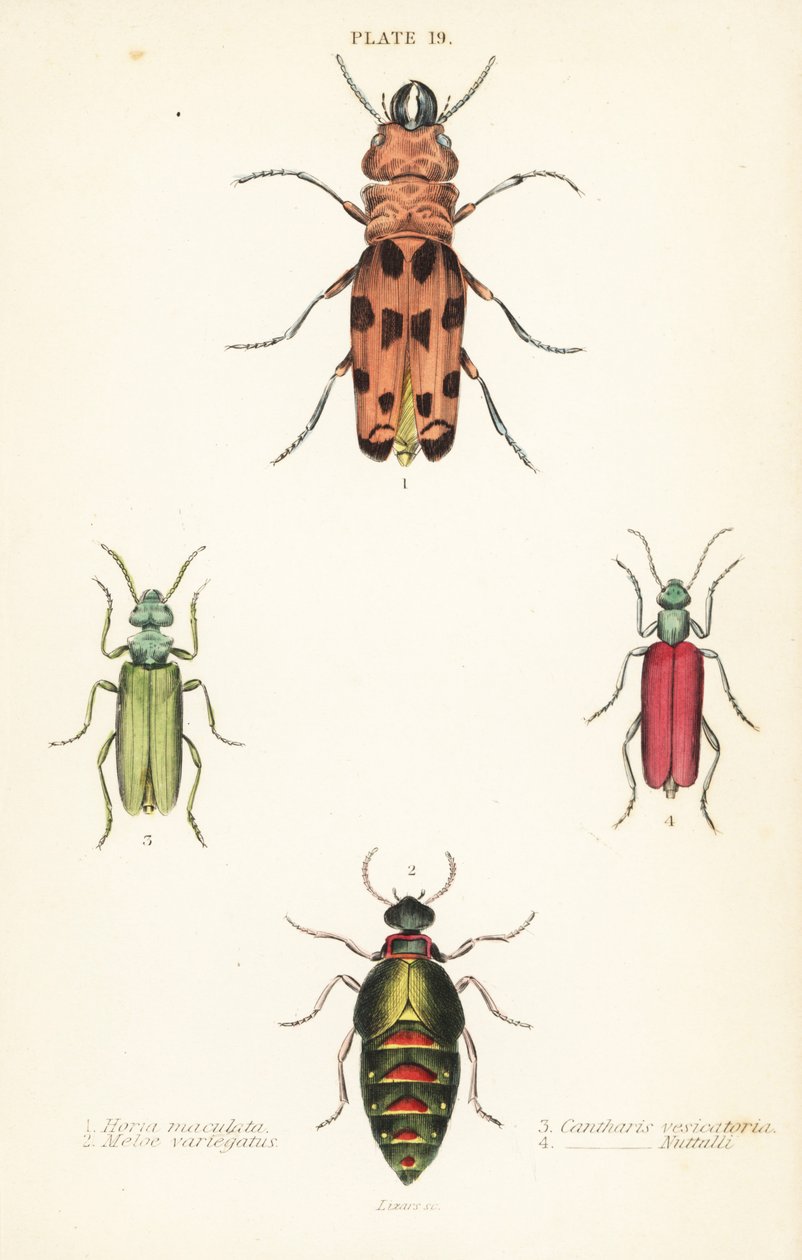 Cissites maculata 1, besouro do óleo variegado, Meloe variegatus 2, mosca espanhola, Lytta vesicatoria 3, e besouro bolha de Nuttall, Lytta nuttalli 4 de English School