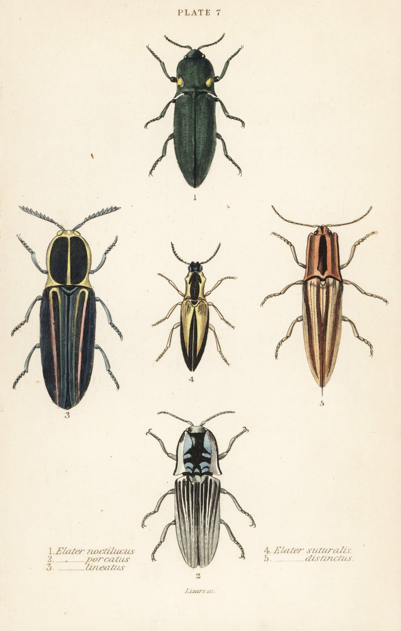 Escaravelho clicável: Escaravelho dos faróis, Pyrophorus noctilucus 1, Chalcolepidius porcatus 2, besouro clicável forrado, Agriotes lineatus 3, Elater suturalis 4, e Semiotus distinctus 5 de English School