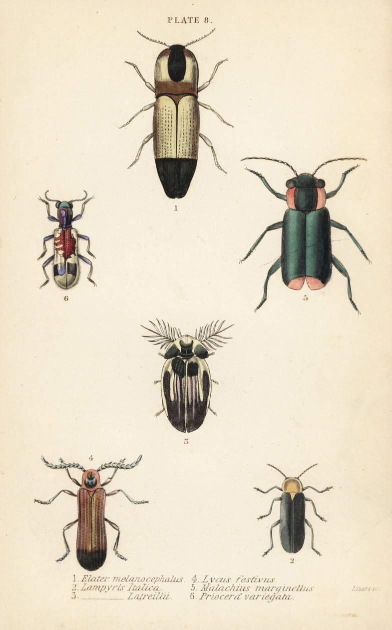 Clique nos escaravelhos: Melanoxanthus melanocephalus 1, Luciola italica 2, Lampyris latreillii 3, Lycus festivus 4, besouro de asa mole, Clanoptilus marginellus 5, e Priocera variergata 6 de English School