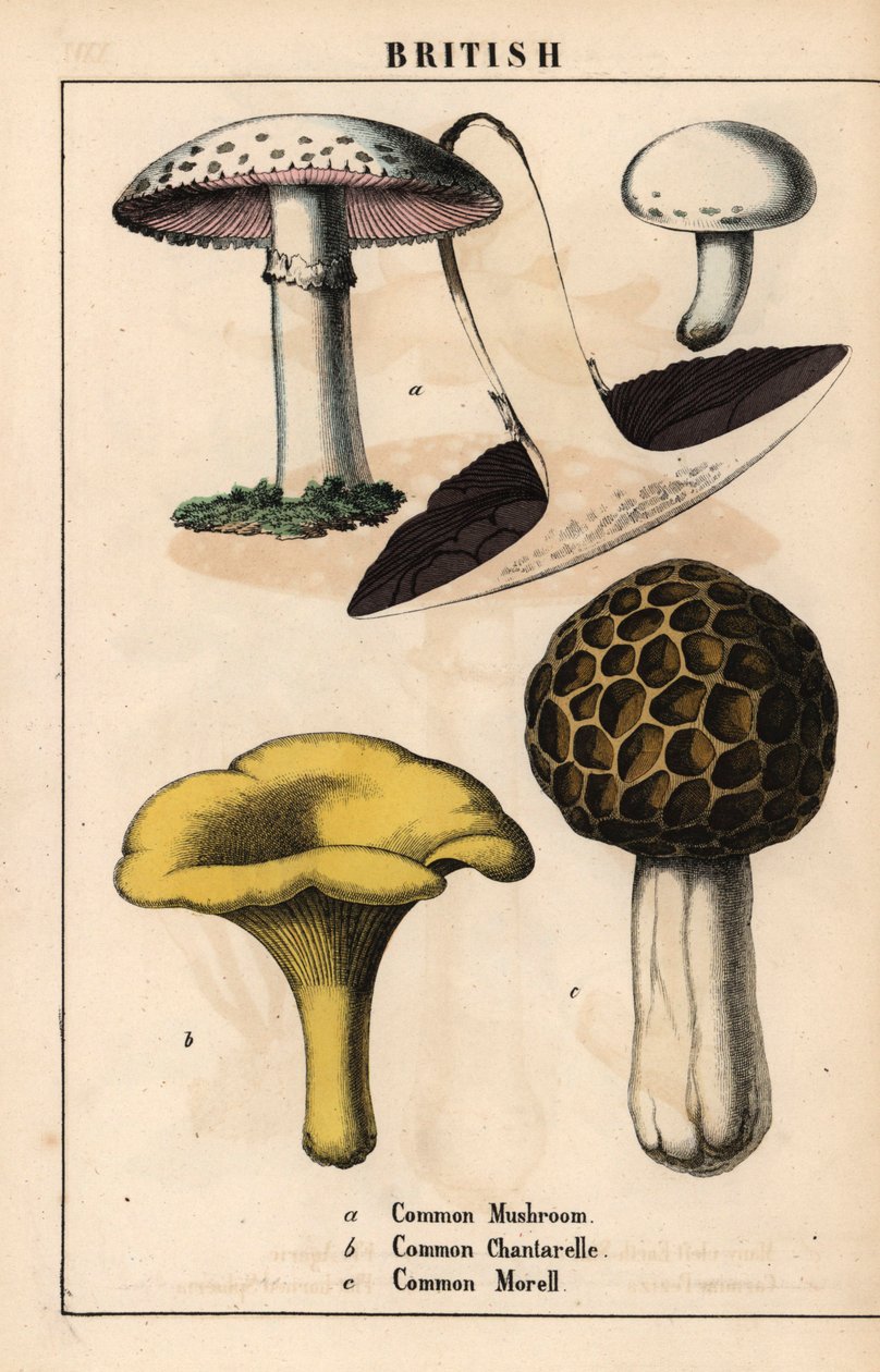 Cogumelo comum Agaricus, cogumelo chantarelle dourado Cantharellus cibarius e cogumelo morel Morchella esculenta   , de "The Instructive Picturebook, or Lessons from the Vegetable World," [Charlotte Mary Yonge], Edimburgo de English School