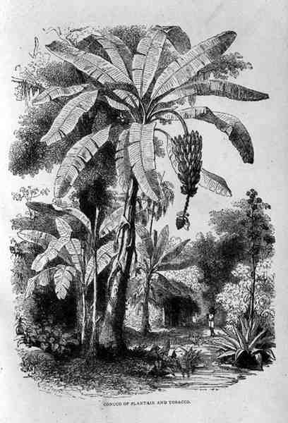 Conuco de banana e tabaco, de Santo Domingo passado e presente por Samuel Hazard, pub. em 1873 de English School