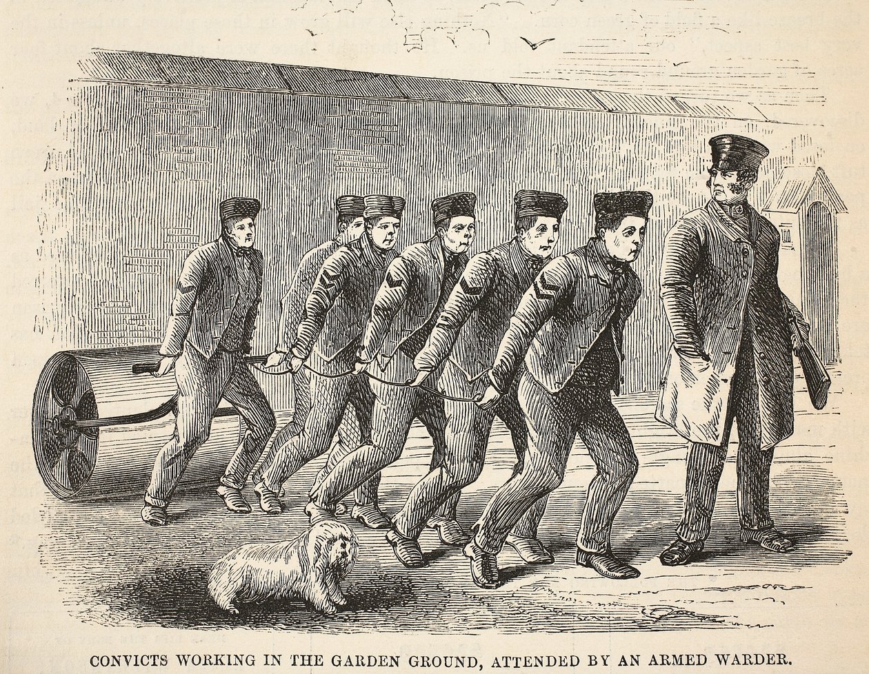 Condenados a trabalhar no terreno do jardim, com a presença de um guarda armado, ilustração das Prisões Penais de Londres e Cenas da Vida na Prisão de Henry Mayhew e John Binny, pub. 1862 de English School