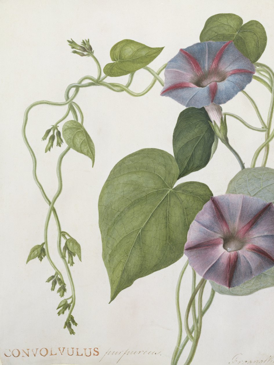 Convolvulus Purpurus (wc em velino) de English School