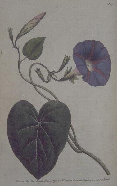 Convolvulus major, ou erva daninha de ligação roxa (Convolvulus purpureus), placa 113 de William Curtis