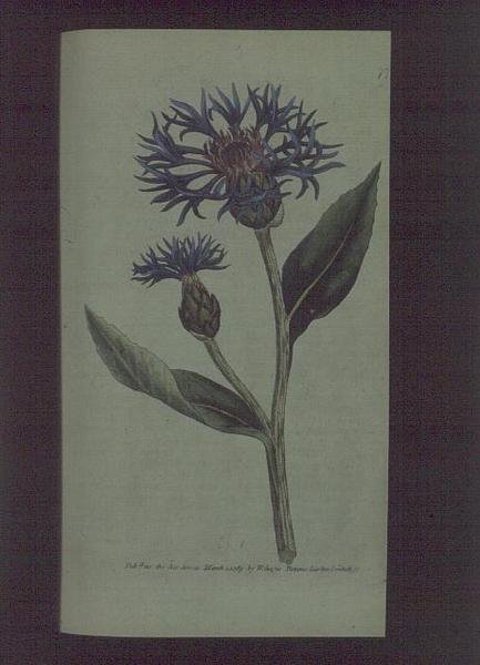 Cornflower (Centaurea montana), prato 77 de William Curtis