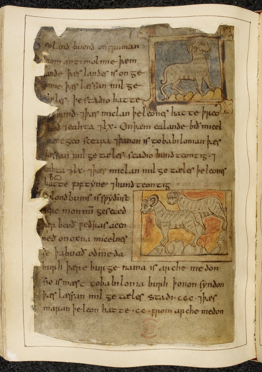 Algodão Vitellius A. XV f.98v, Uma única ovelha com cornos, virada para a direita; duas ovelhas com cornos, viradas para a esquerda, de Beowulf, do 