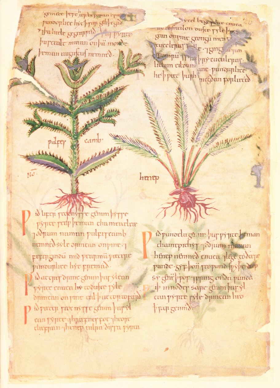 Algodão Vitellius C.III fol.30 Ilustrações do Wulfes Camb e Henep, de 