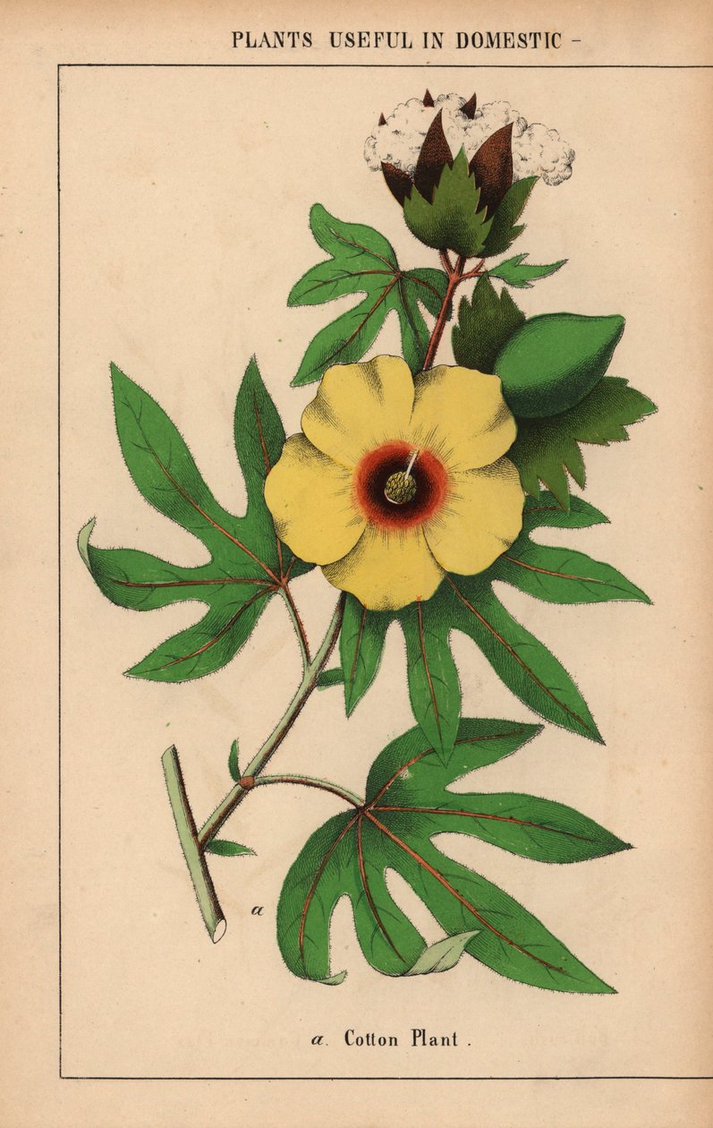 Planta de algodão, com flor amarela e cápsula de algodão branco. 

, de "The Instructive Picturebook, or Lessons from the Vegetable World," [Charlotte Mary Yonge], Edimburgo de English School