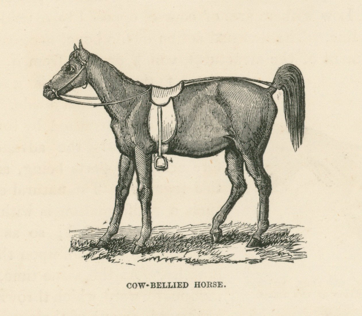 Cavalo de barriga de vaca (gravura) de English School