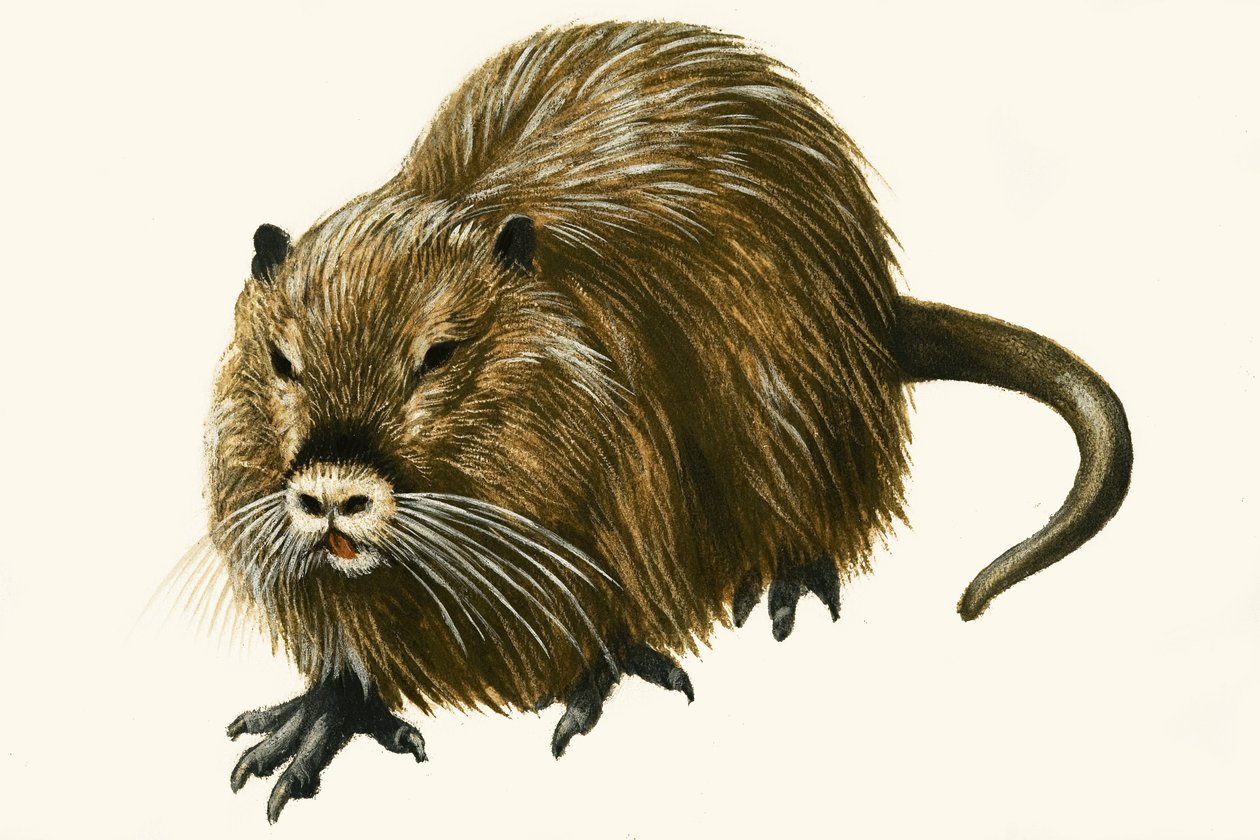 Coypu de English School