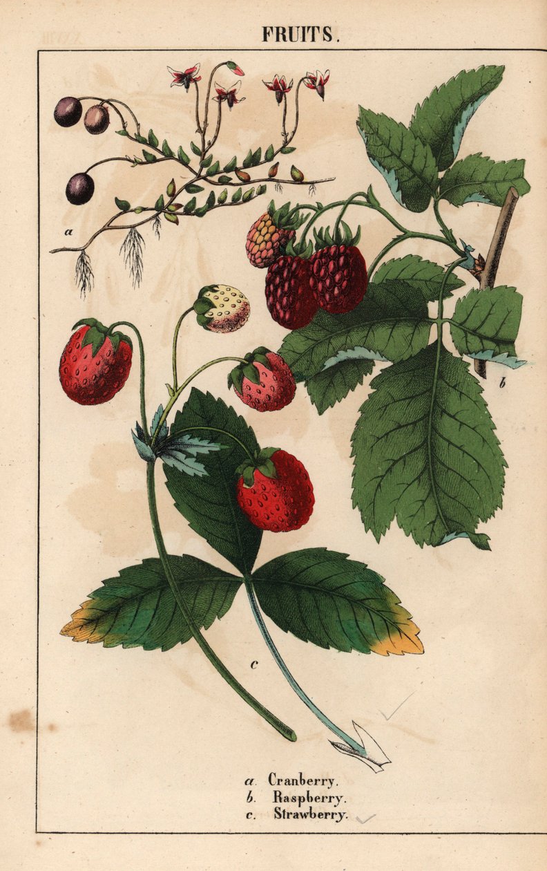 Cranberry, framboesa e morango, de "The Instructive Picturebook, or Lessons from the Vegetable World," [Charlotte Mary Yonge], Edimburgo de English School