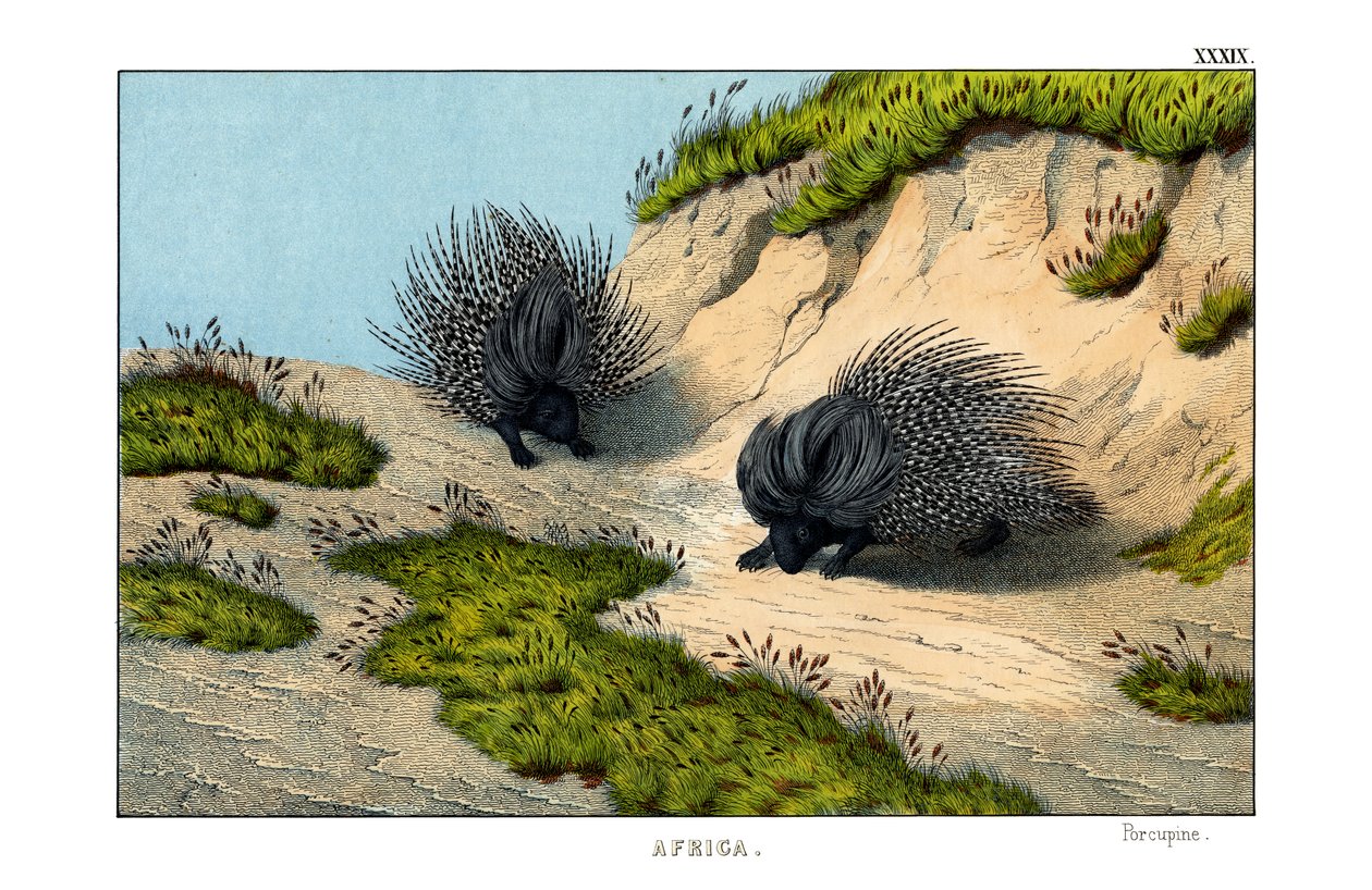 Porcupine Crested de English School
