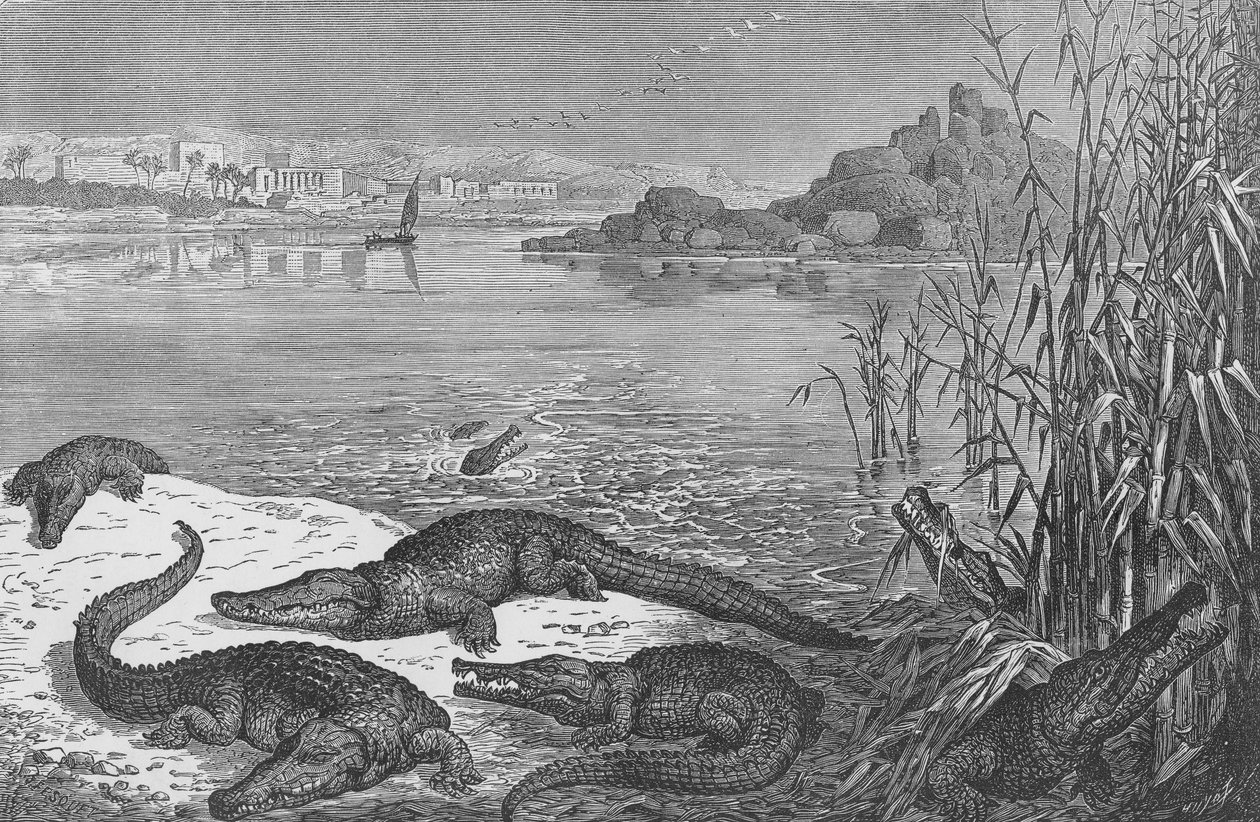Crocodilos no Alto Nilo de English School