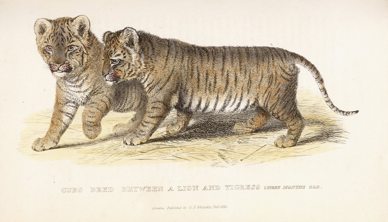 Filhotes criados entre um Leão e Tigresa, três meses de idade, 1827-1835 de English School