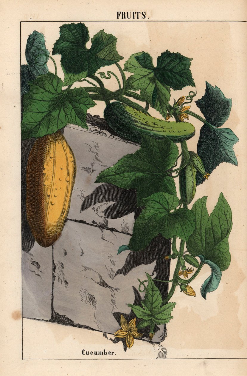 Planta de pepino com frutos amarelos verdes e maduros de pepino Cucumis sativus   , de "The Instructive Picturebook, or Lessons from the Vegetable World", [Charlotte Mary Yonge], Edimburgo de English School