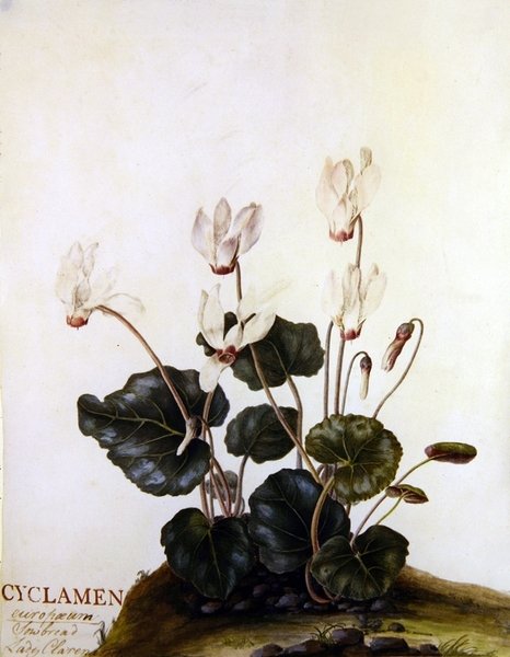 Cyclamen European Sowbred Lady Clarendon (aguarela em velino) de English School