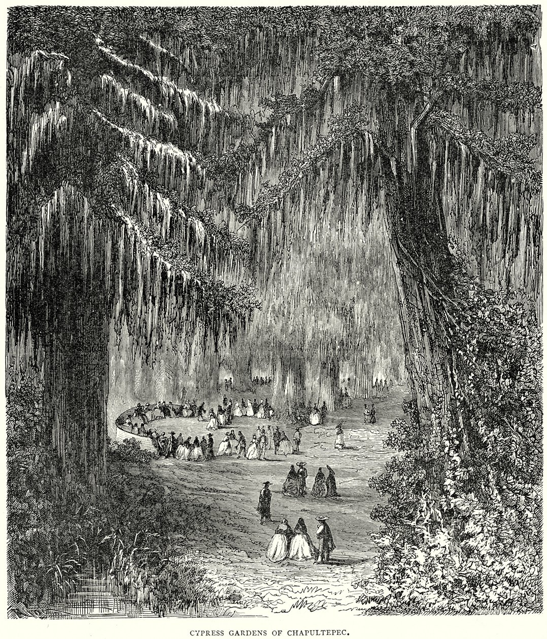 Jardins de ciprestes de Chapultepec (gravura) de English School