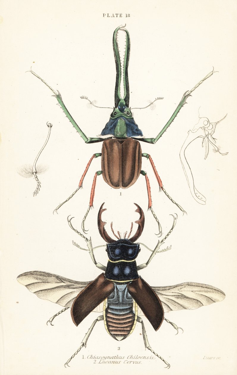 O escaravelho de Darwin, o besouro de Grant ou o escaravelho de Grant chileno, Chiasognathus grantii 1, e o escaravelho europeu, Lucanus cervus 2 de English School