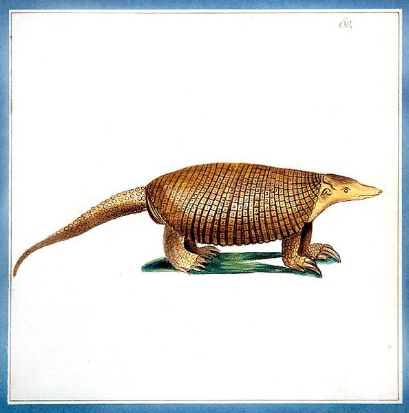Dasypus armadillo, c.1810 (aguarela sobre papel) de English School