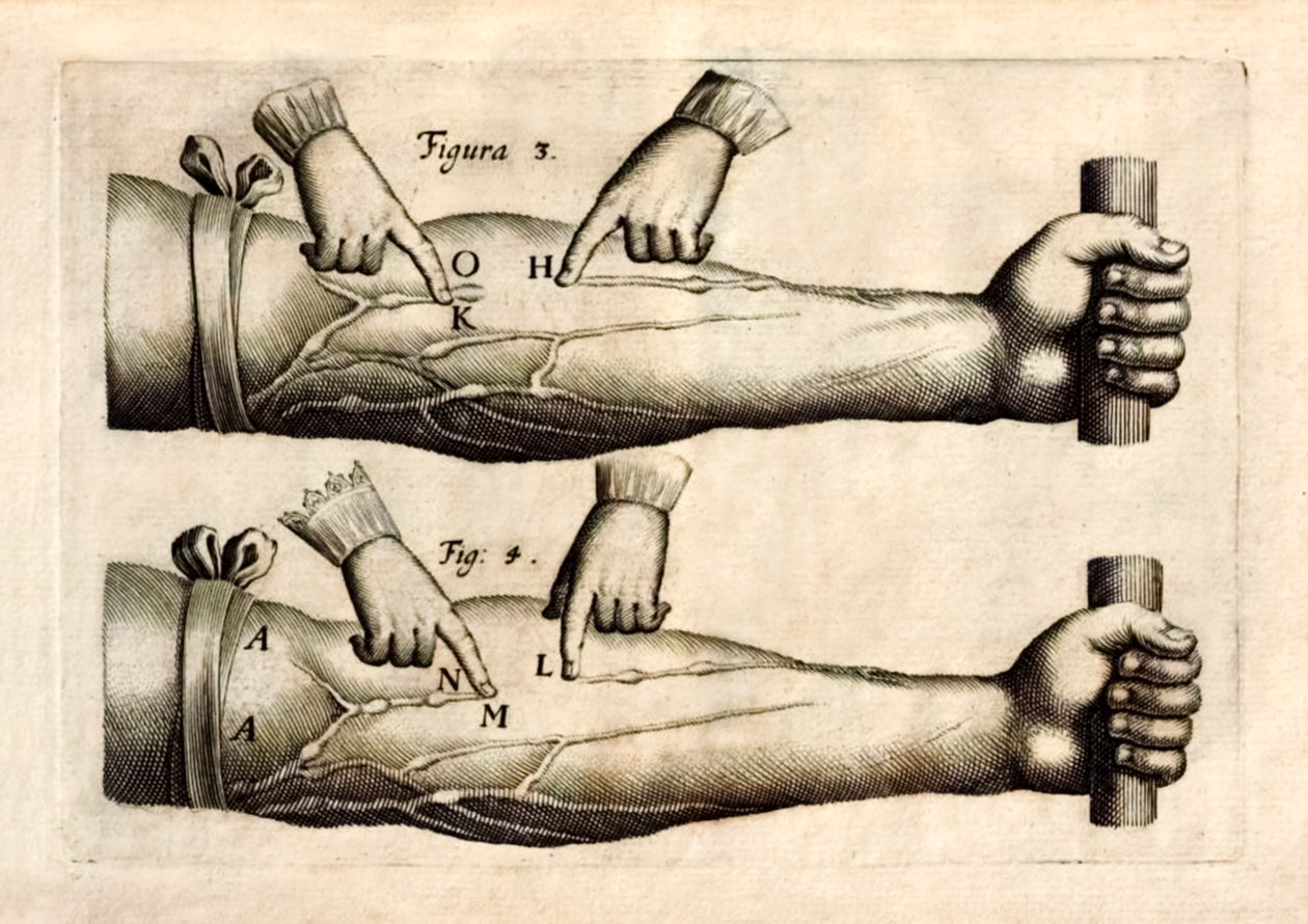 De Motu Cordi, set Sanguinis in Animalibus