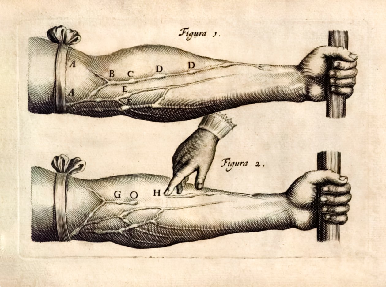 De Motu Cordi, set Sanguinis in Animalibus