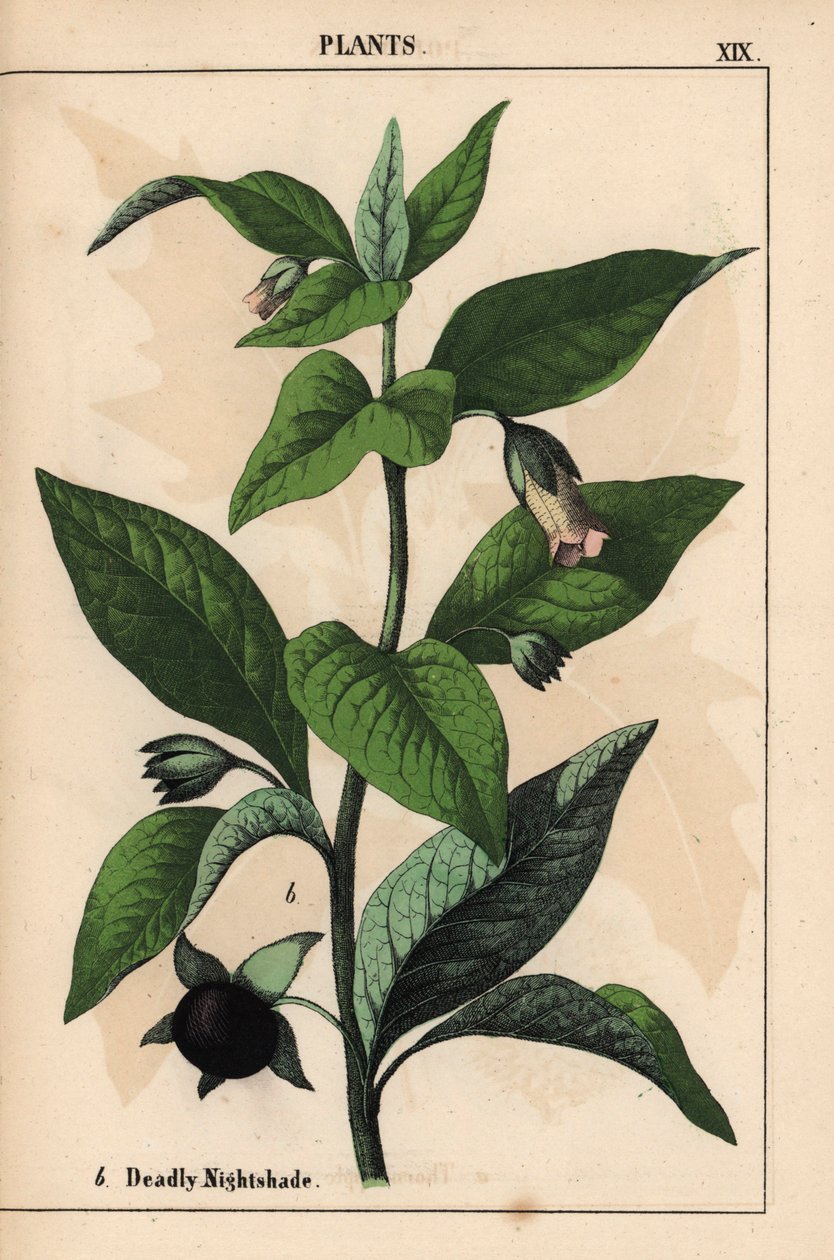beladona mortal   , de "The Instructive Picturebook, or Lessons from the Vegetable World," [Charlotte Mary Yonge], Edimburgo de English School