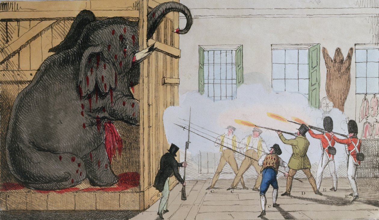 Destruição do elefante nobre no Sr. Crosss Exeter Change, 1826 de English School