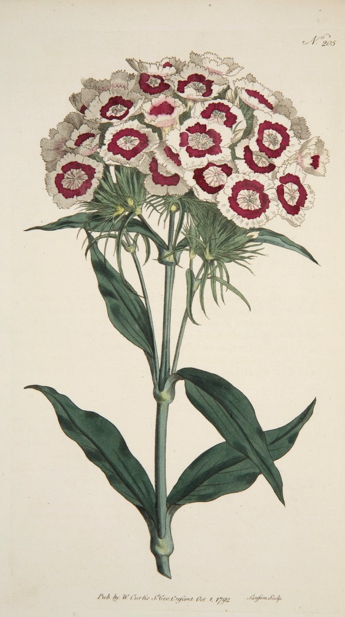 Rosa barbudo Dianthus Barbatus, pub. 1792 gravura colorida à mão. de English School