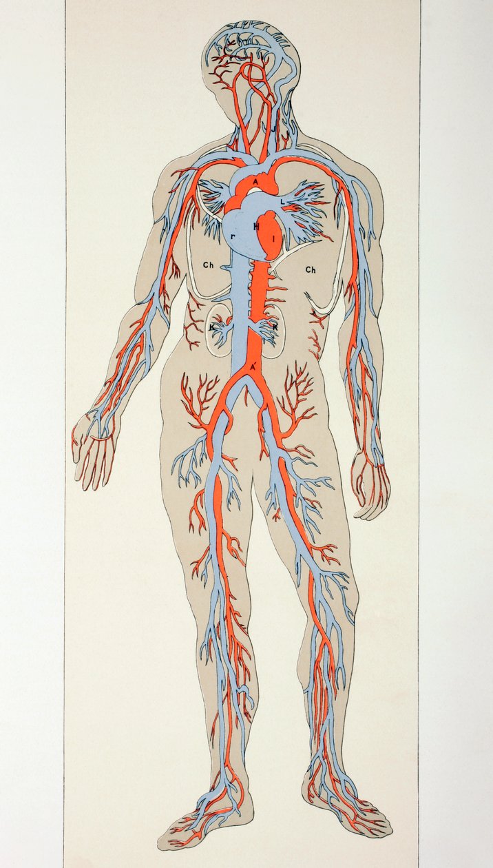 Distribuição de vasos sanguíneos no corpo humano, c.1890 de English School