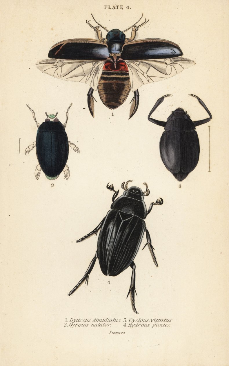 Escaravelho de mergulho, Dytiscus dimidiatus 1, escaravelho comum, Gyrinus natator 2, Cyclous vittatus 3, e besouro de água grande prateado, Hydrophilus piceus 4 de English School