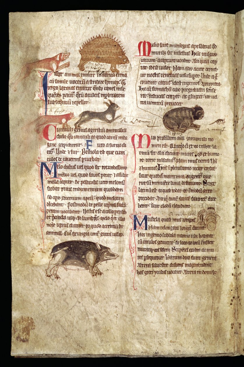 Cão a perseguir um porco-espinho, raposa a perseguir um coelho, gato a perseguir um rato, etc., Bestiário inglês, início do século XIII (velino) de English School