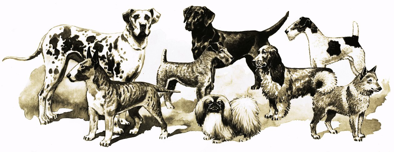 Cães de English School