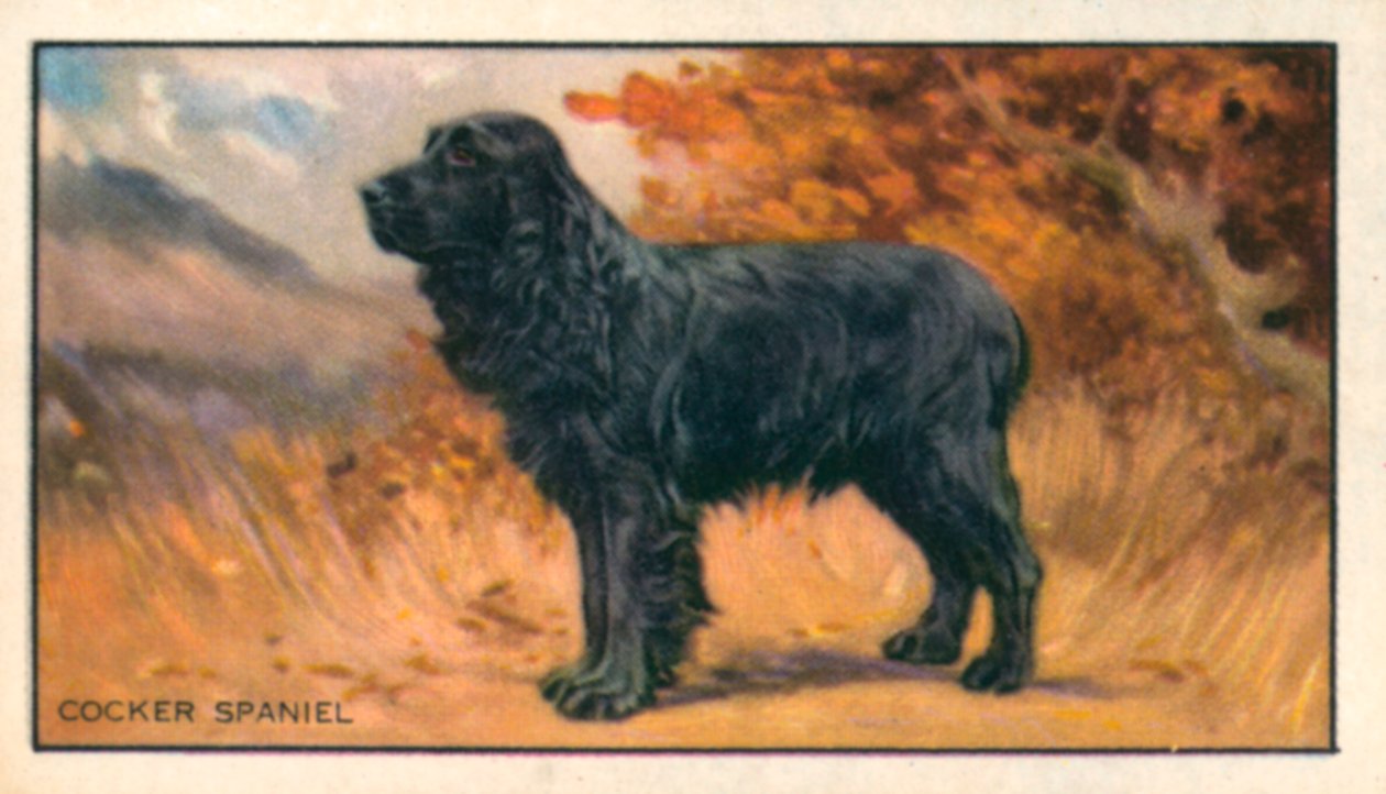 Cães: Cocker Spaniel (litografia a cores) de English School