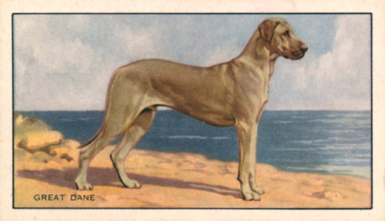Cães: Dogue Alemão (litografia a cores) de English School