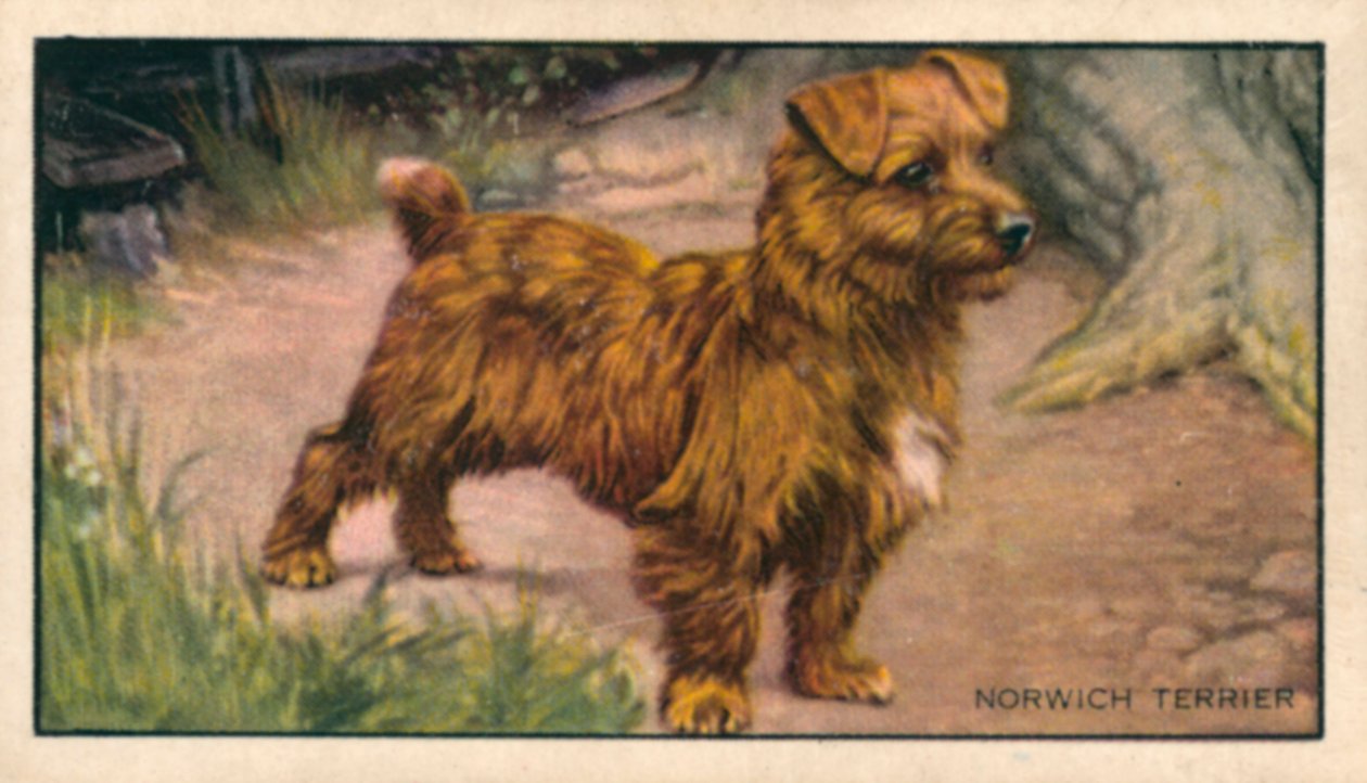 Cães: Norwich Terrier (litografia a cores) de English School