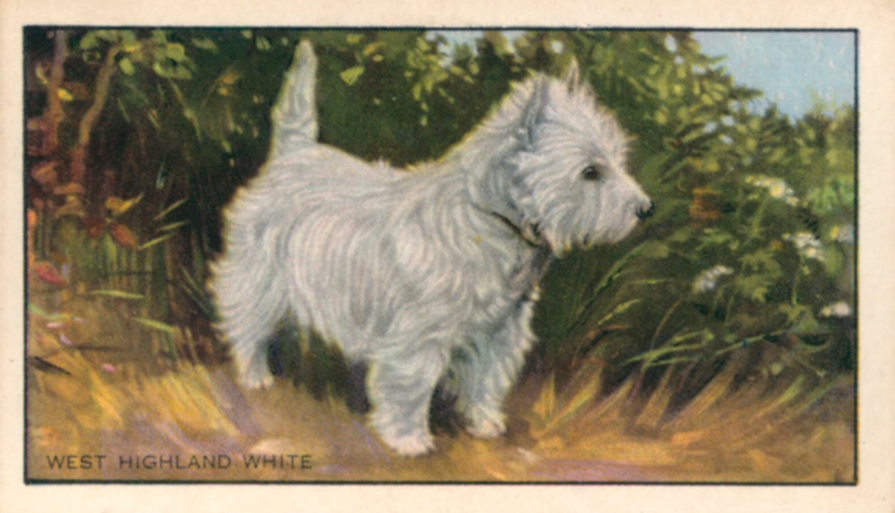 Cães: West Highland White (litografia a cores) de English School