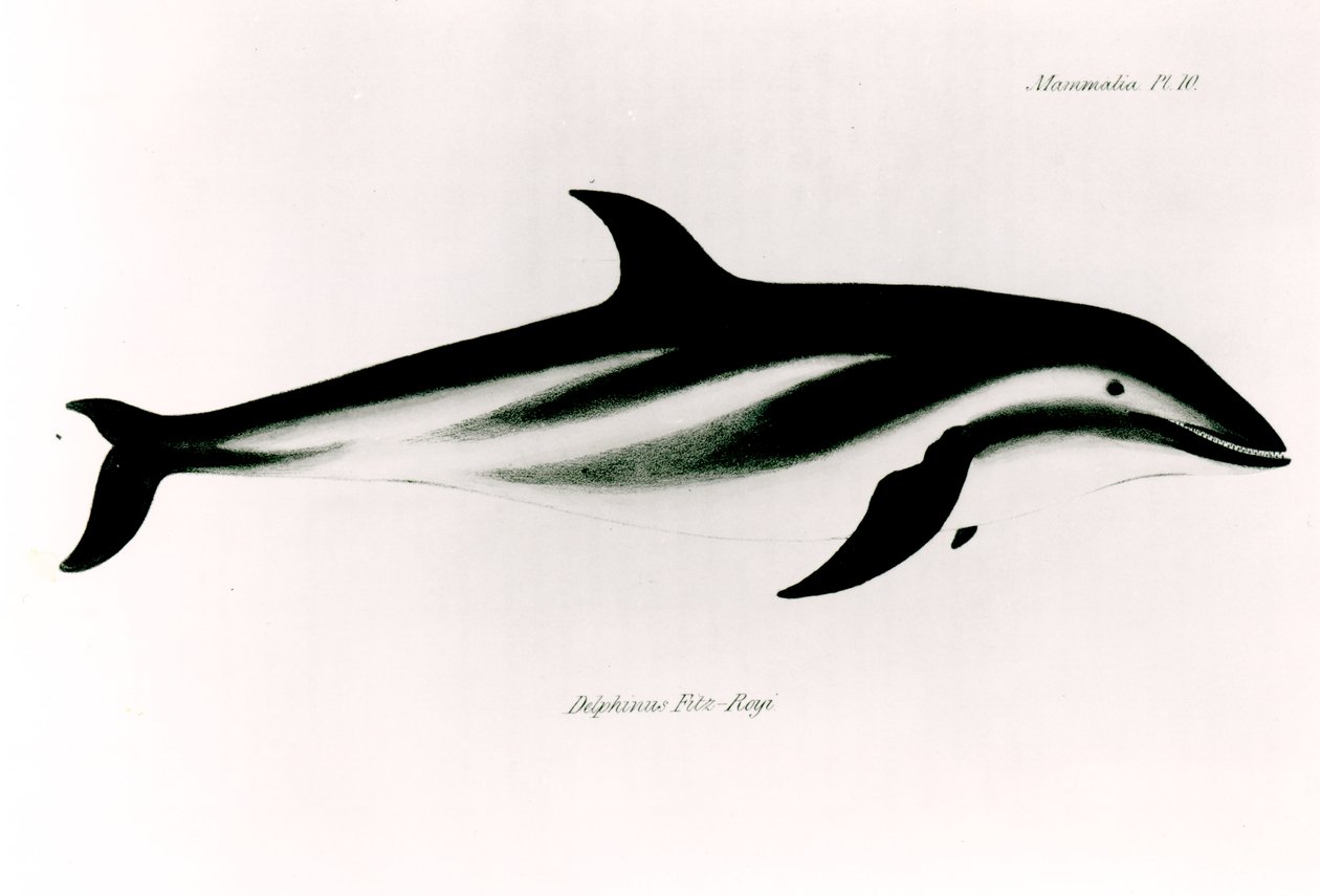 Golfinho, ilustração de "A Zoologia da Viagem do HMS Beagle, 1832-36", de Charles Darwin (1809-92) de English School