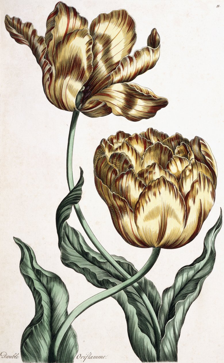 Duplo Oriflamme, 1759 de English School
