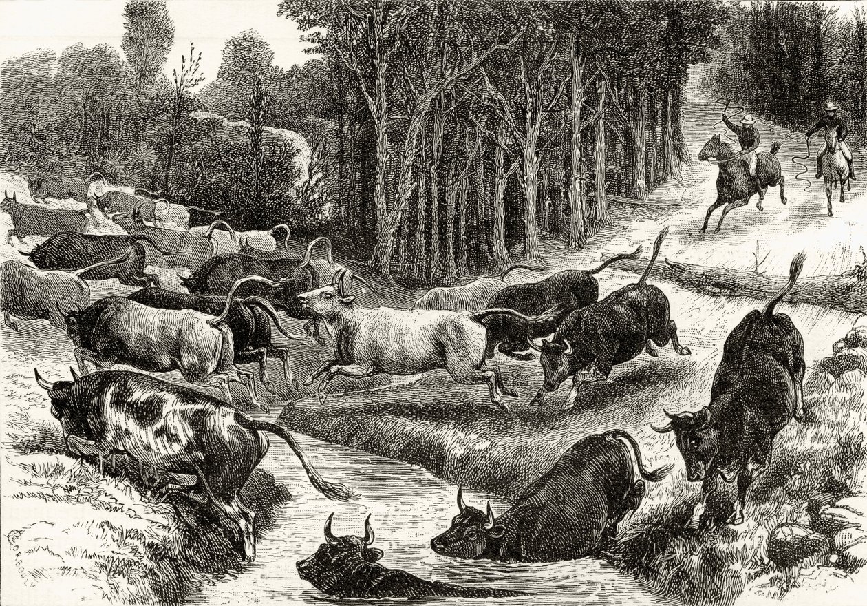 Driving Cattle in Australia, c.1880, de &39;Australian Pictures&39; de Howard Willoughby, publicado pela Religious Tract Society, Londres, 1886 de English School